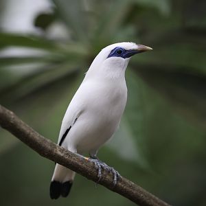 Bali Myna (Leucopsar rothschildi)