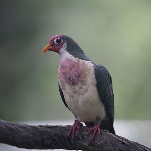 Jambu Fruit Dove (Ptilinopus jambu)