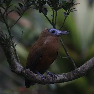Capuchinbird (Perissocephalus tricolor)