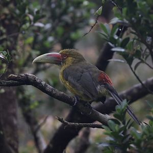 Saffron Toucanet (Pteroglossus bailloni)