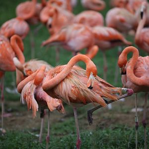 American Flamingo (Phoenicopterus ruber)