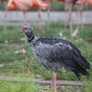 Southern Screamer (Chauna torquata)