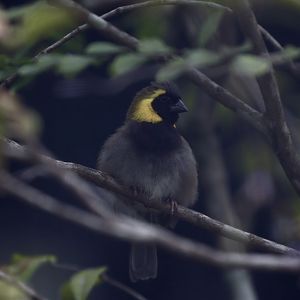 Cuban Grassquit (Tiaris canorus)