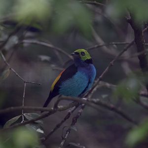 Paradise Tanager (Tangara chilensis)