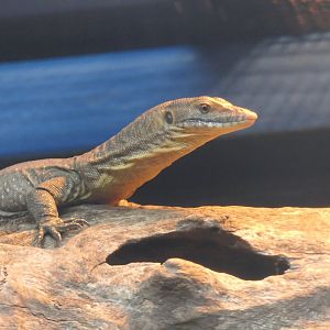 Merten's Water Monitor