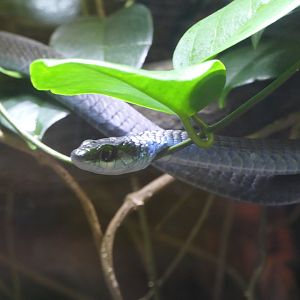 Common Tree Snake