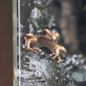 Stoney Creek Frog
