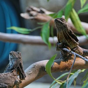 Frilled Lizards