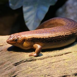Major Skink