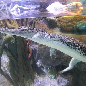 Saltwater Crocodile