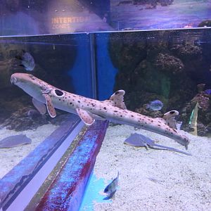 Epaulette Shark