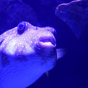 Stars and Stripes Puffer