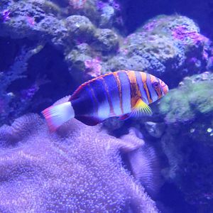 Harlequin Tuskfish