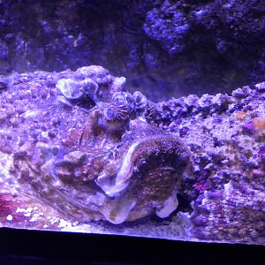 Estuarine Stonefish