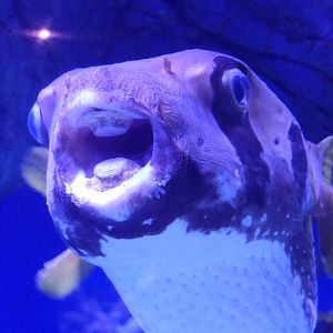 Black-blotched Porcupinefish