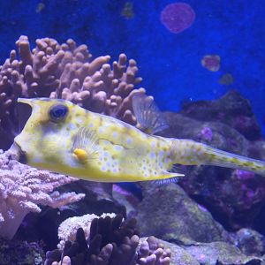 Longhorn Cowfish