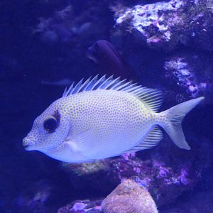 Coral Rabbitfish