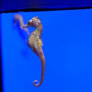 Common Seahorse