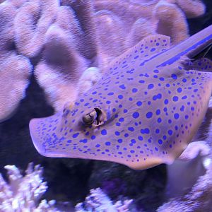 Bluespotted Ribbontail Ray