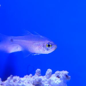 Painted Cardinalfish