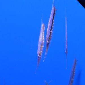 Grooved Razorfish