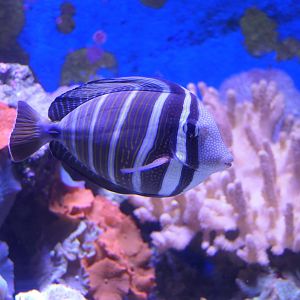 Pacific Sailfin Tang