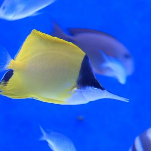 Longnose Butterflyfish