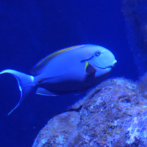 Eyeline Surgeonfish