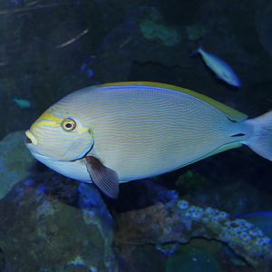 Pale Surgeonfish