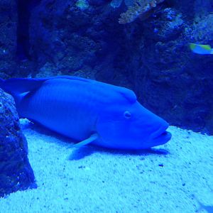 Humphead Maori Wrasse