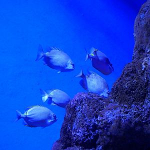 Goldlined Rabbitfish