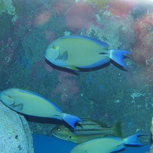 Dark Surgeonfish