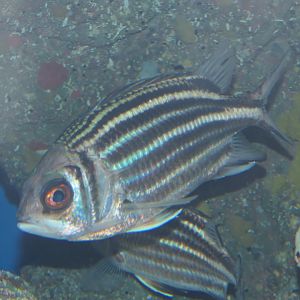 Darkstriped Squirrelfish