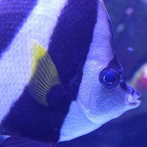 Longfin Bannerfish