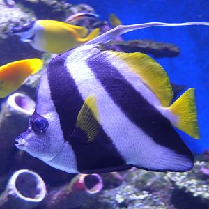 Longfin Bannerfish