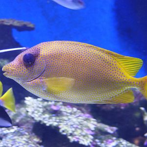 Coral Rabbitfish