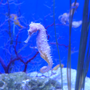 Barbour's Seahorse