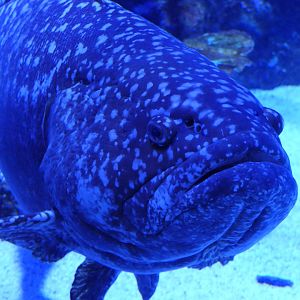 Queensland Grouper