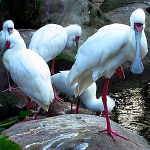 Jacksonville Zoo 2018 - YouTube