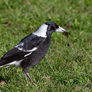 Australlian Magpie