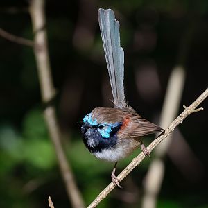 Variegated Fairywren