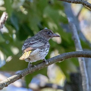 Australasian Figbird