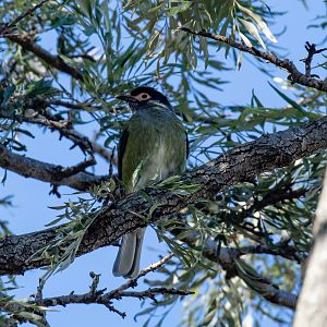 Australasian Figbird