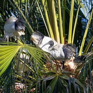 Australian White Ibis