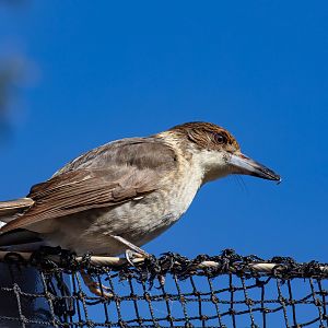 Grey Butcherbird juvenile