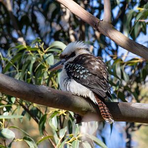 Kookaburra