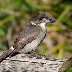 Grey Butcherbird juvenile