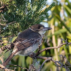Grey Butcherbird juvenile