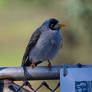 Noisy Miner