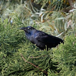 Australian Raven